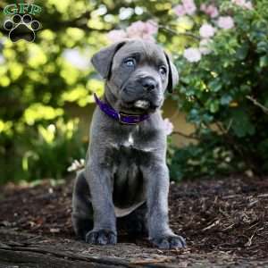 Fiona, Cane Corso Puppy